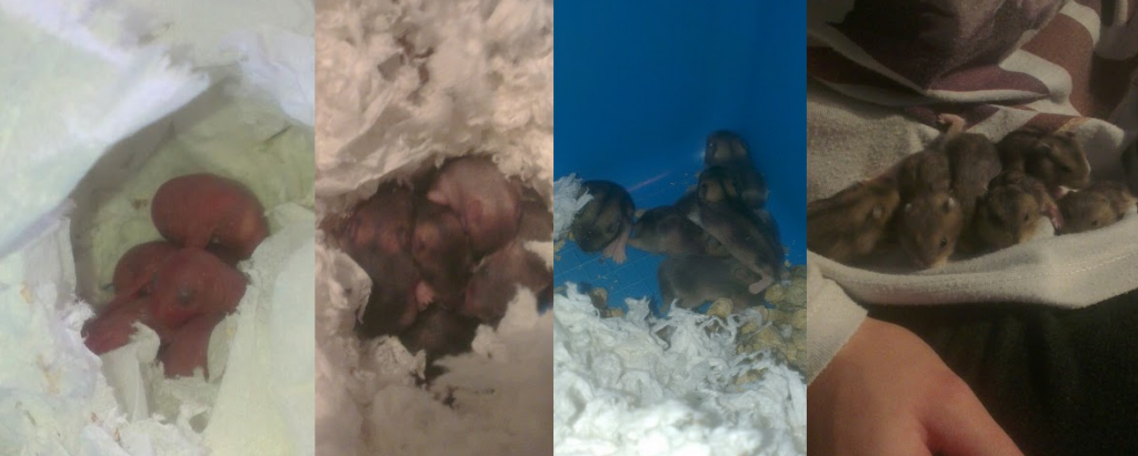 Russian dwarf hamster babies guide care
