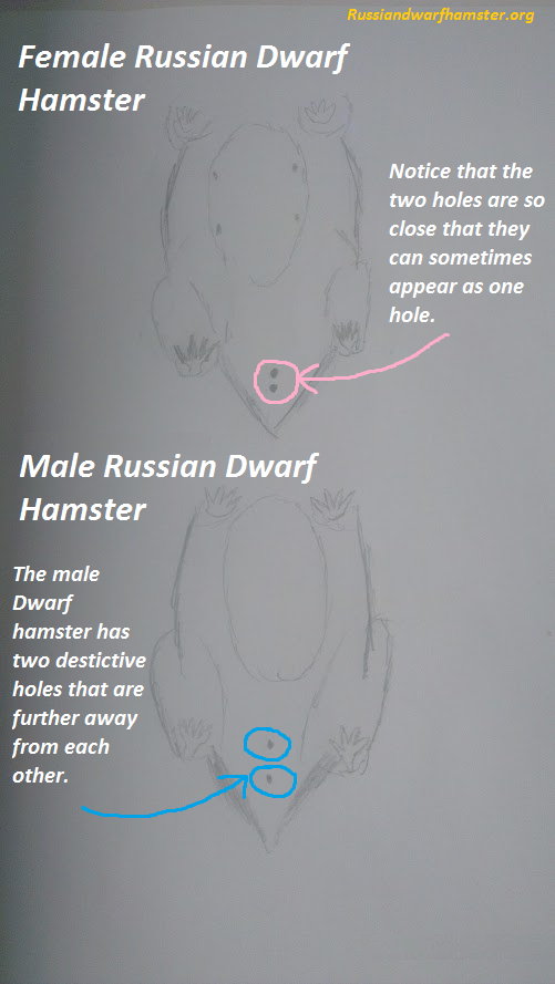 Sex Dwarf Hamsters 6