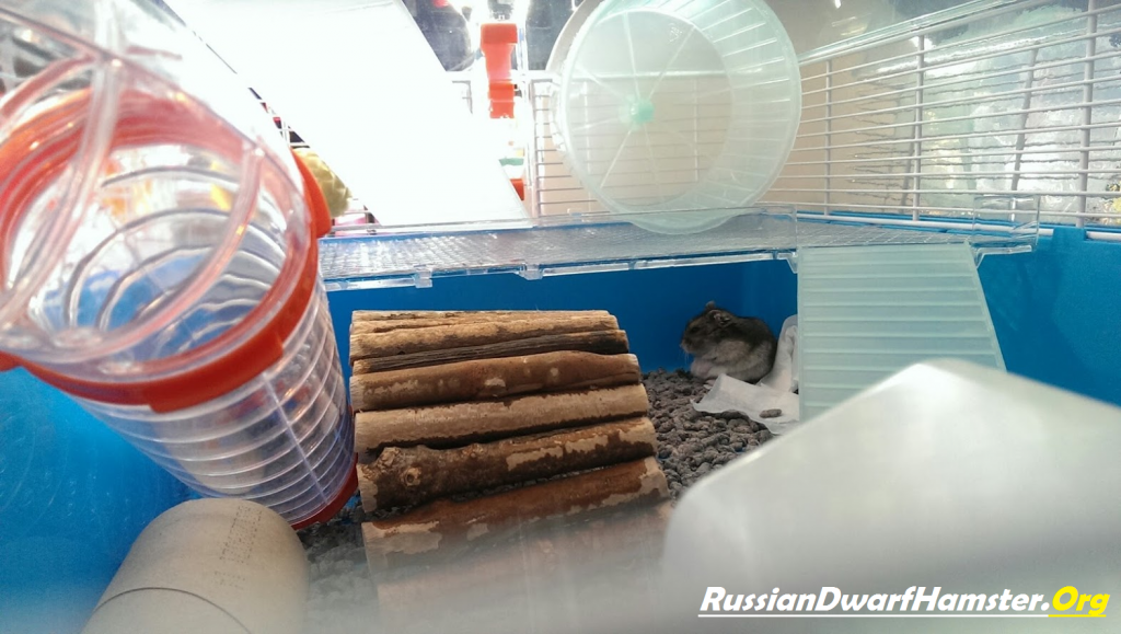 Russian dwarf hamsters together behaviour problems