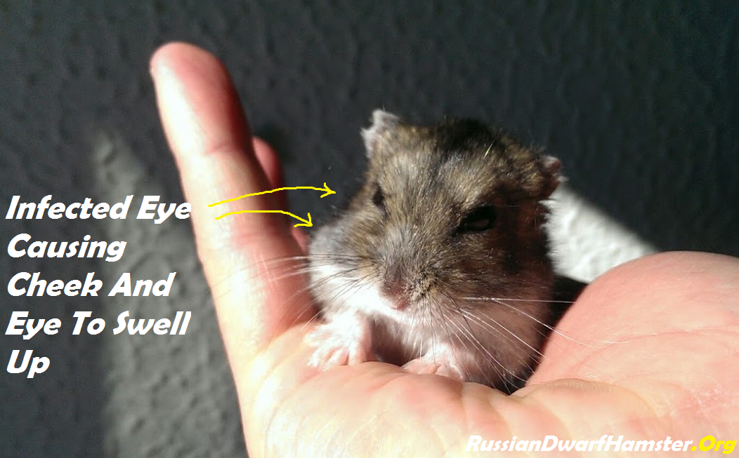 Russian Dwarf Hamster Eye Problem (Infection)