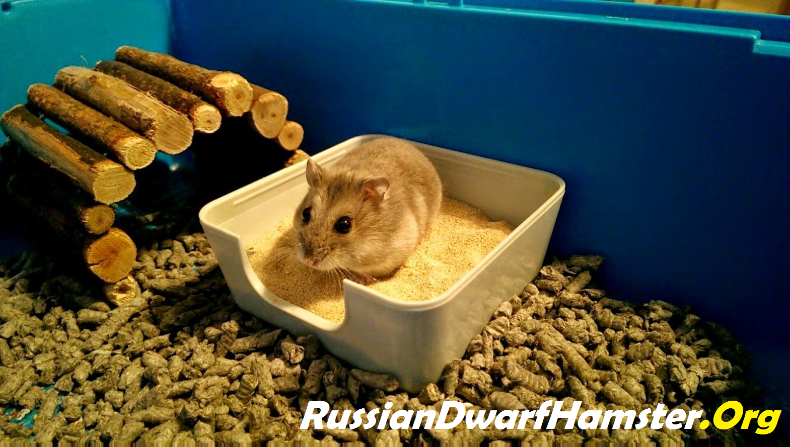 Russian Dwarf Hamster Sand Bath