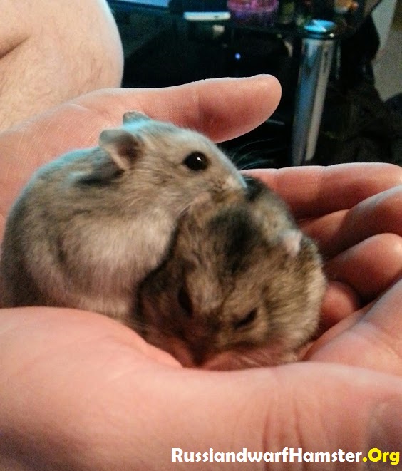 Two Russian dwarf hamsters together playing