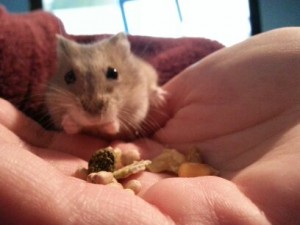 Siberian Dwarf Hamster Food