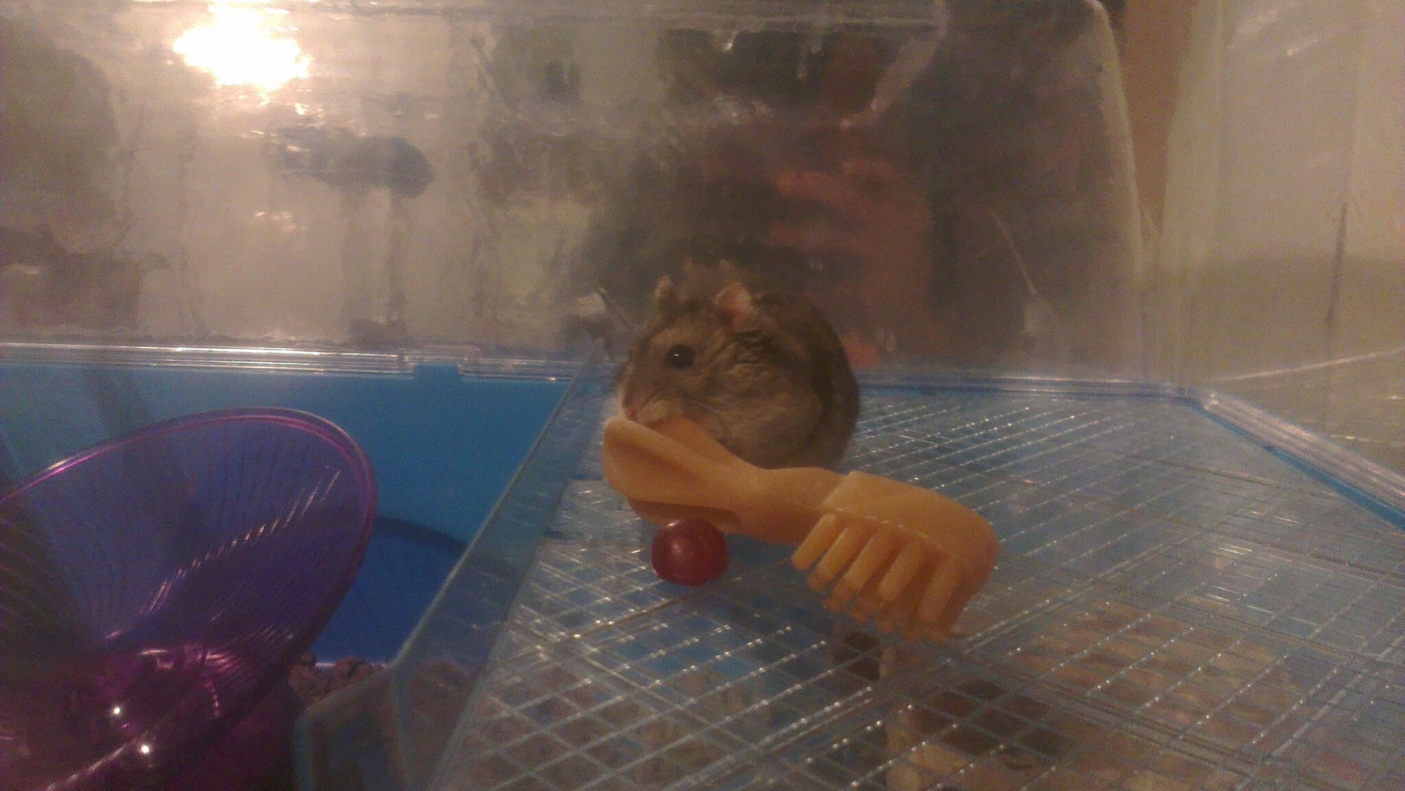 chinese dwarf hamster babies