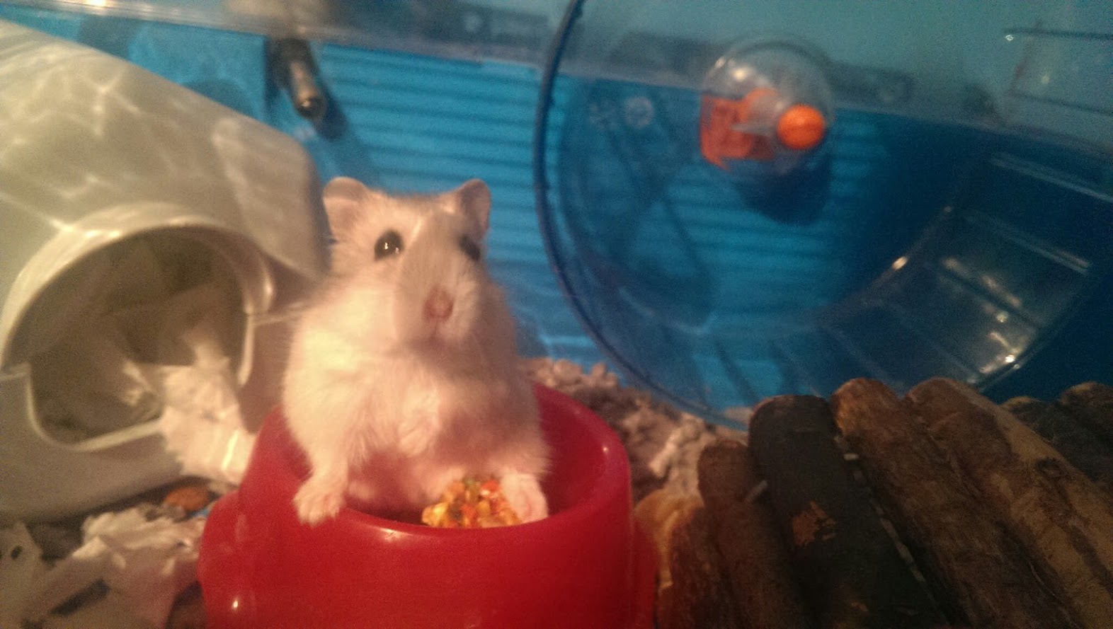 Russian Dwarf Hamster Behaviour And Problems