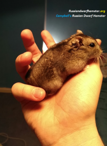 Cambell's Russian Dwarf Hamster