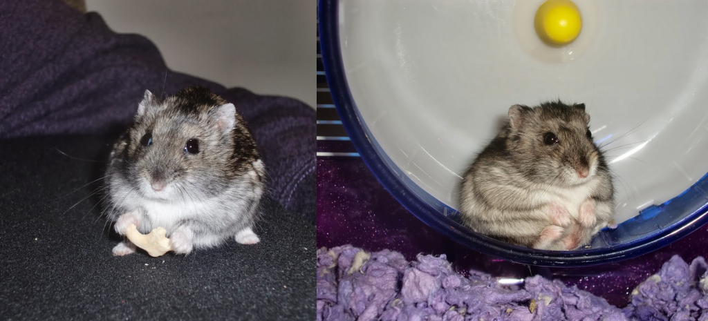 Campbell's Russian Dwarf Hamster Pictures - Daddy