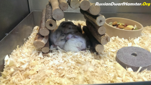 How to save money Buying dwarf hamster cages.