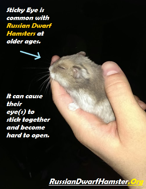 Russian Dwarf Hamster Eye Problems – Sticky Eye