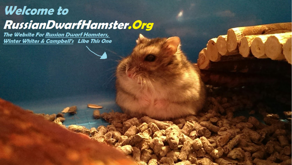 How to take care of russian dwarf hamsters