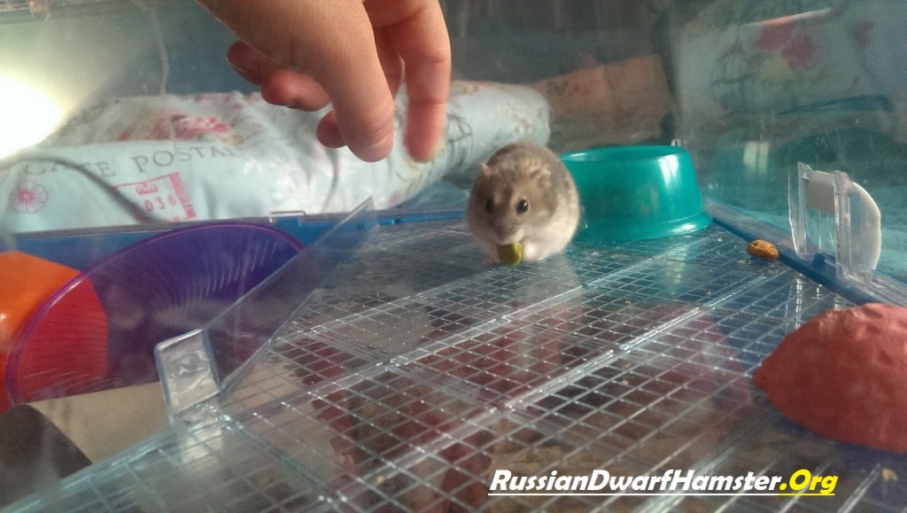 dwarf hamster care