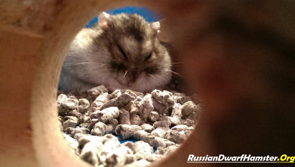 Russian Dwarf Hamster Care