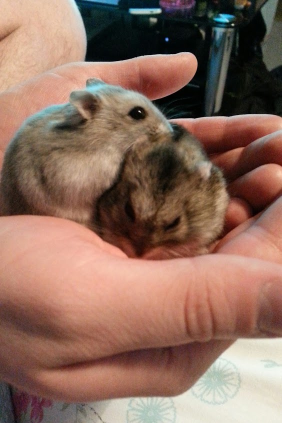 Two Dwarf Hamsters Together
