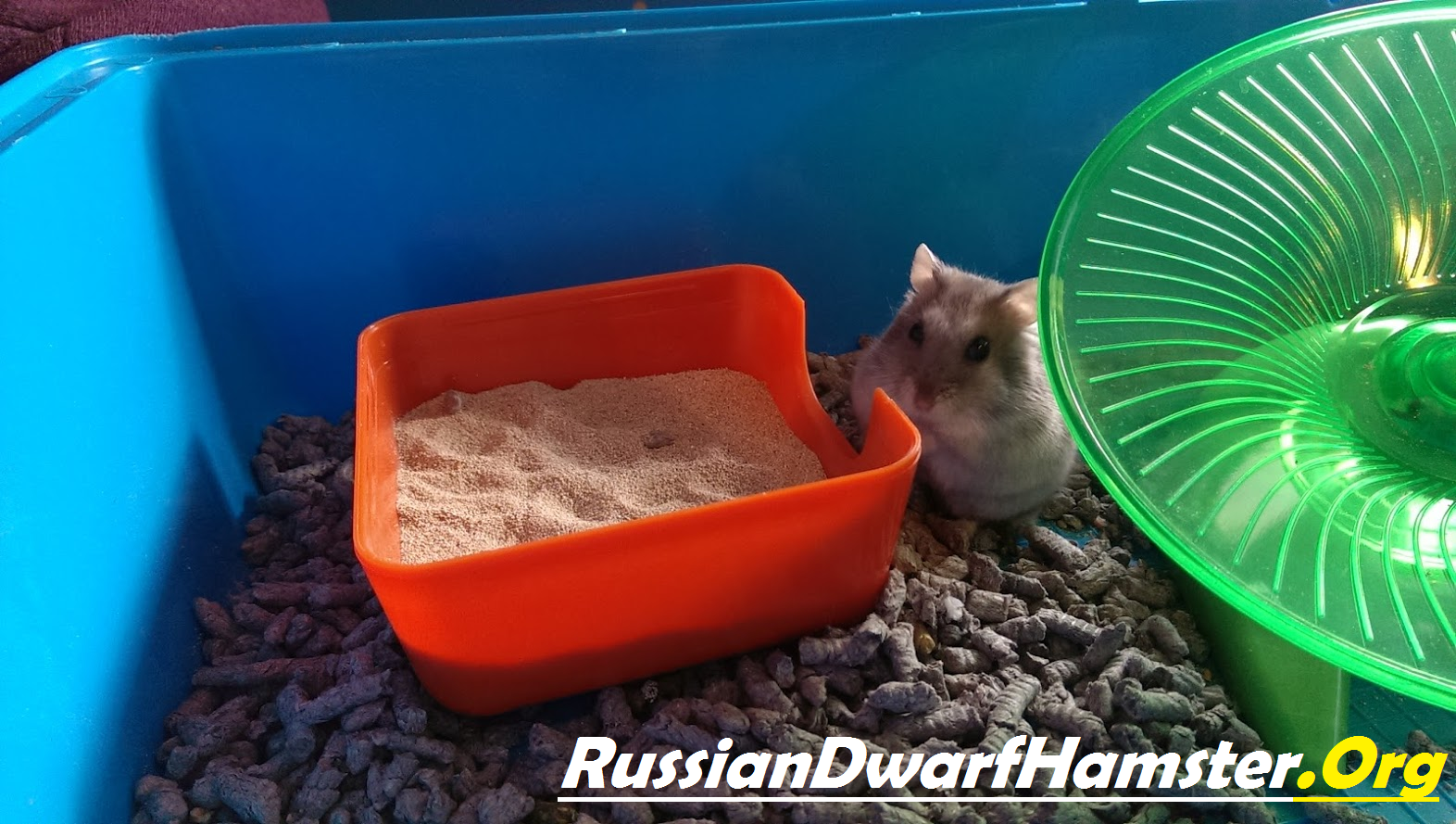Fun Dwarf Hamster Facts 