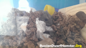 is carefresh bedding good for hamsters