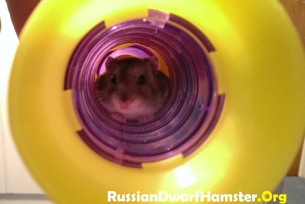 how to find a lost hamster in the house