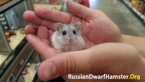 Siberian Dwarf Hamsters